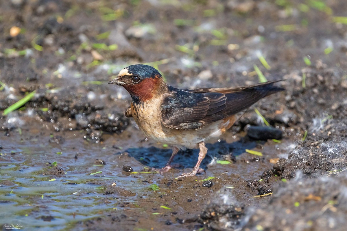 Cliff Swallow - James Johnston