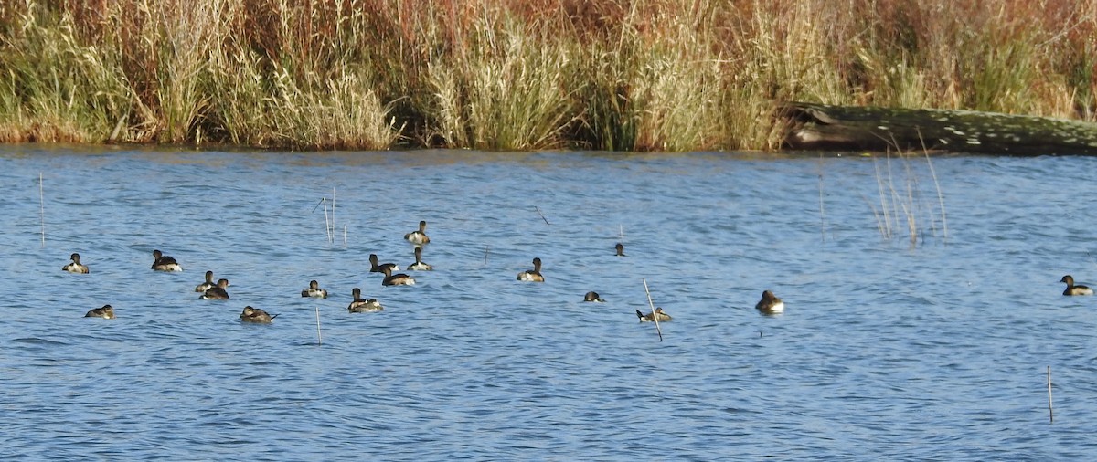 Pied-billed Grebe - ML45982441