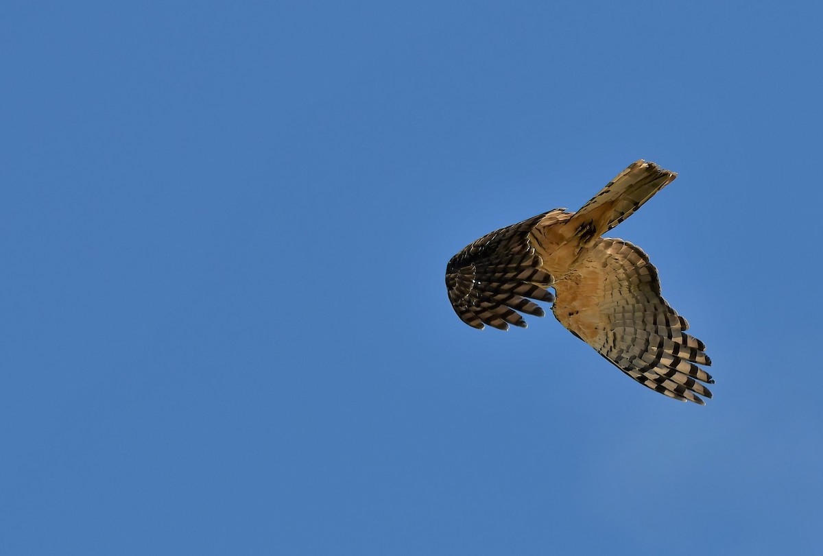 Pacific Baza - Judith West