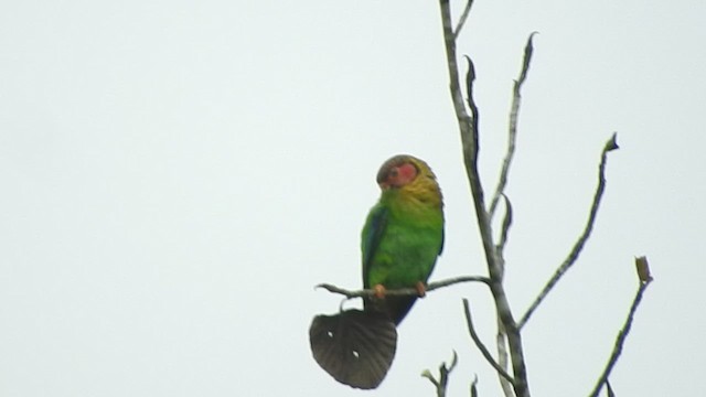 Rose-faced Parrot - ML459826591