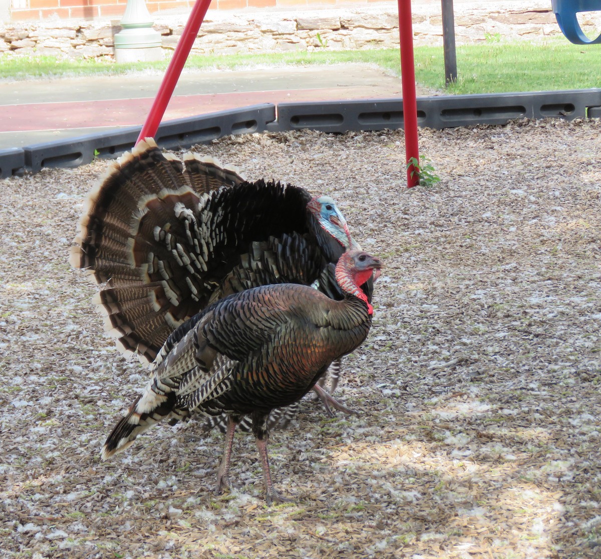 Wild Turkey - Nancy Henke