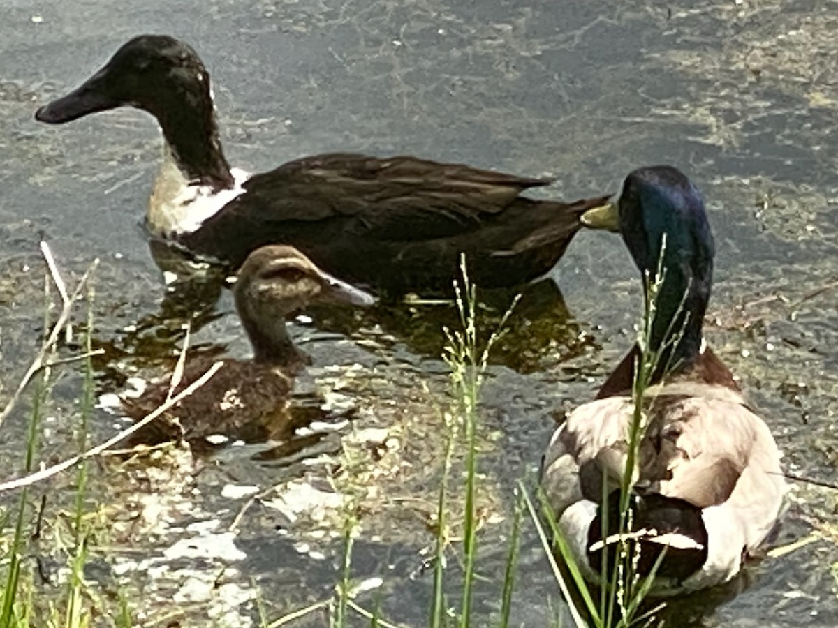 Muscovy Duck x Mallard (hybrid) - ML459829361