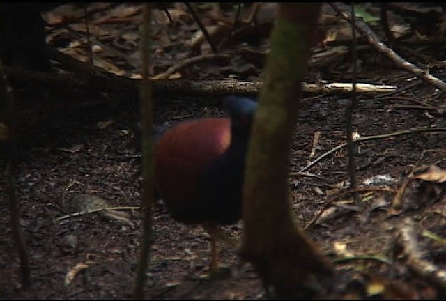 Pheasant Pigeon - ML459830