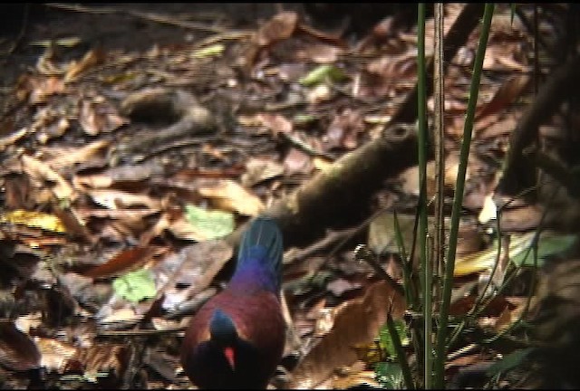 Pheasant Pigeon - ML459831