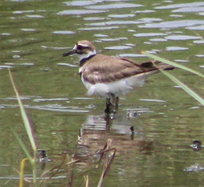 Killdeer - ML459831021