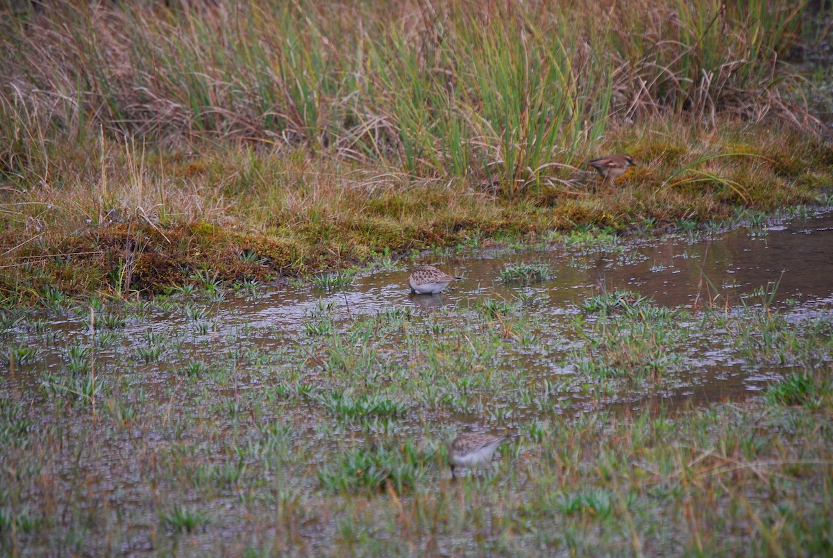 gulbrystsnipe - ML459831071