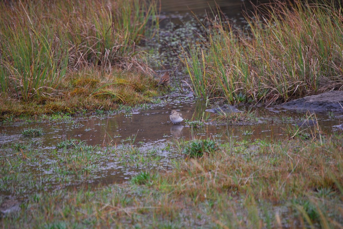 Baird's Sandpiper - Agustin Carrasco