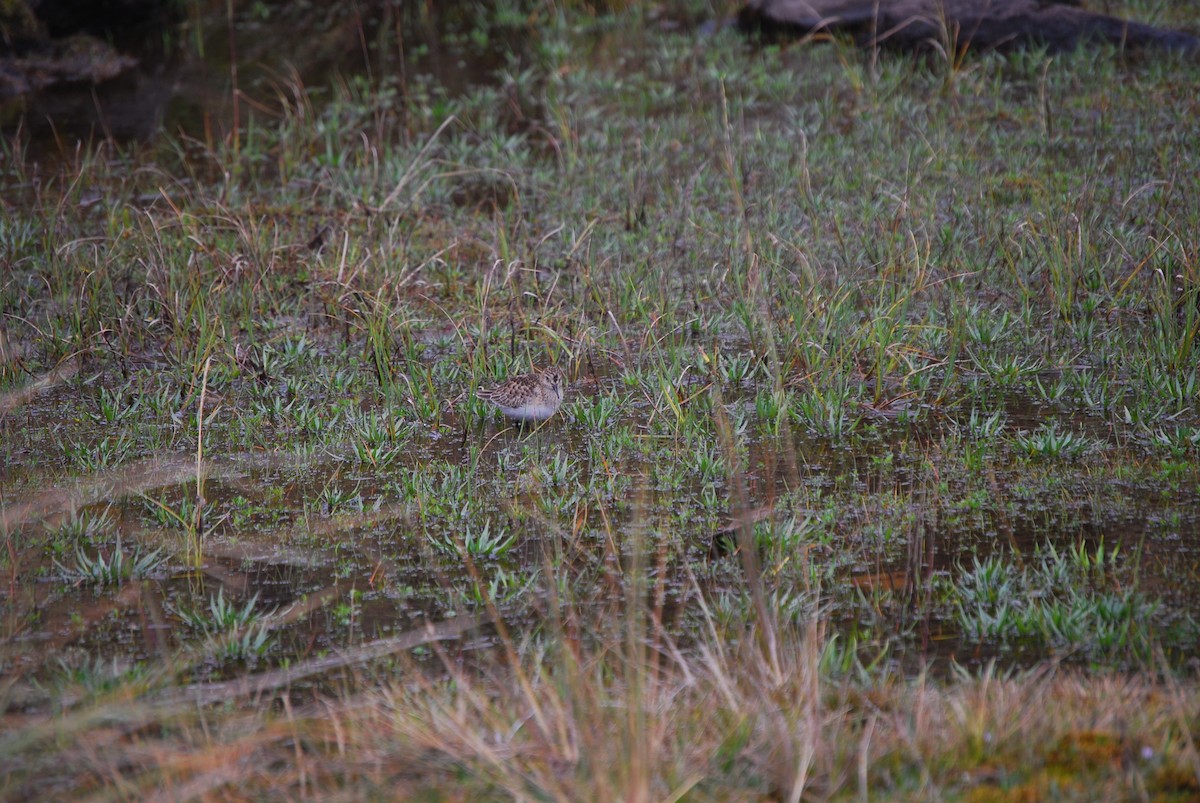 Baird's Sandpiper - ML459831121