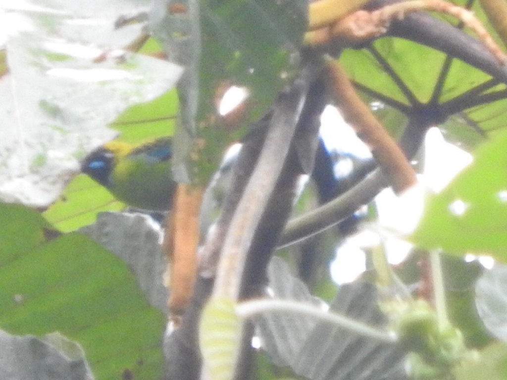 Blue-whiskered Tanager - Agustin Carrasco