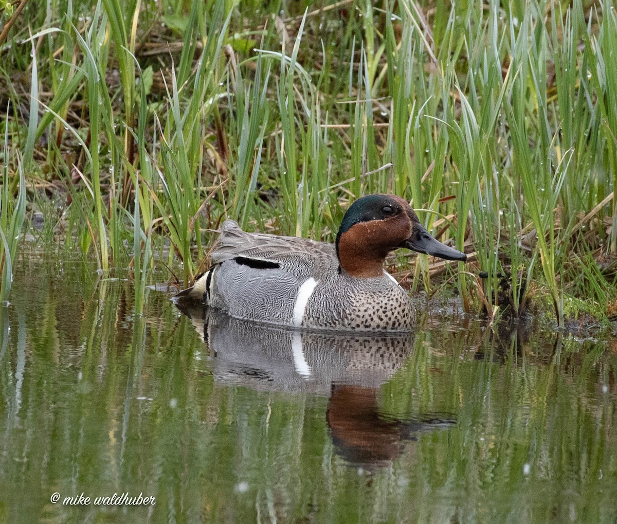 Green-winged Teal - ML459834511