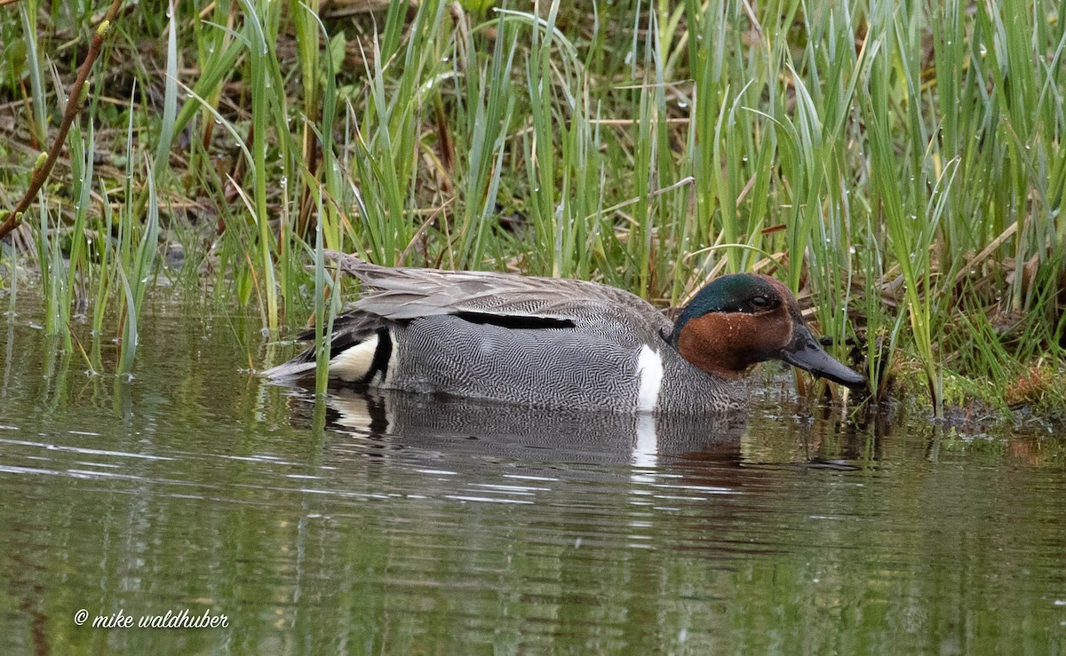 Green-winged Teal - ML459834521