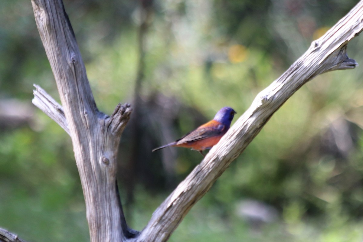 Varied x Painted Bunting (hybrid) - Angel Zakharia