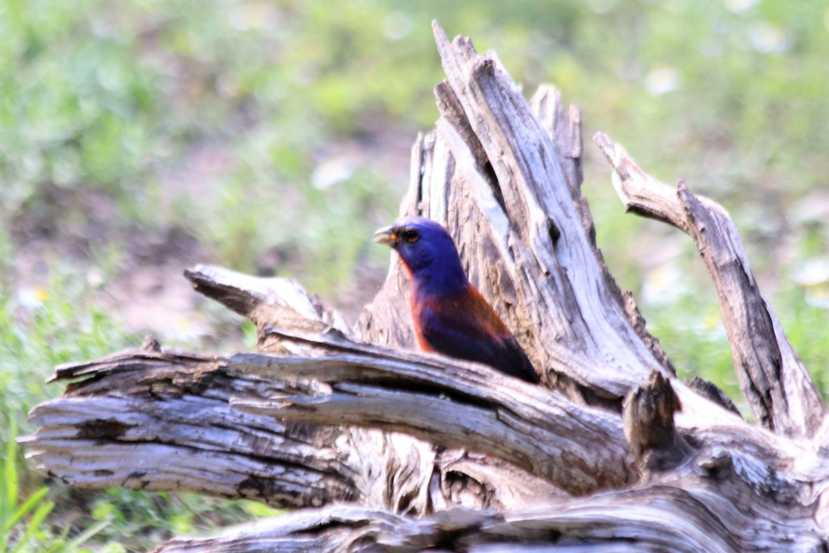 Varied x Painted Bunting (hybrid) - ML459836491