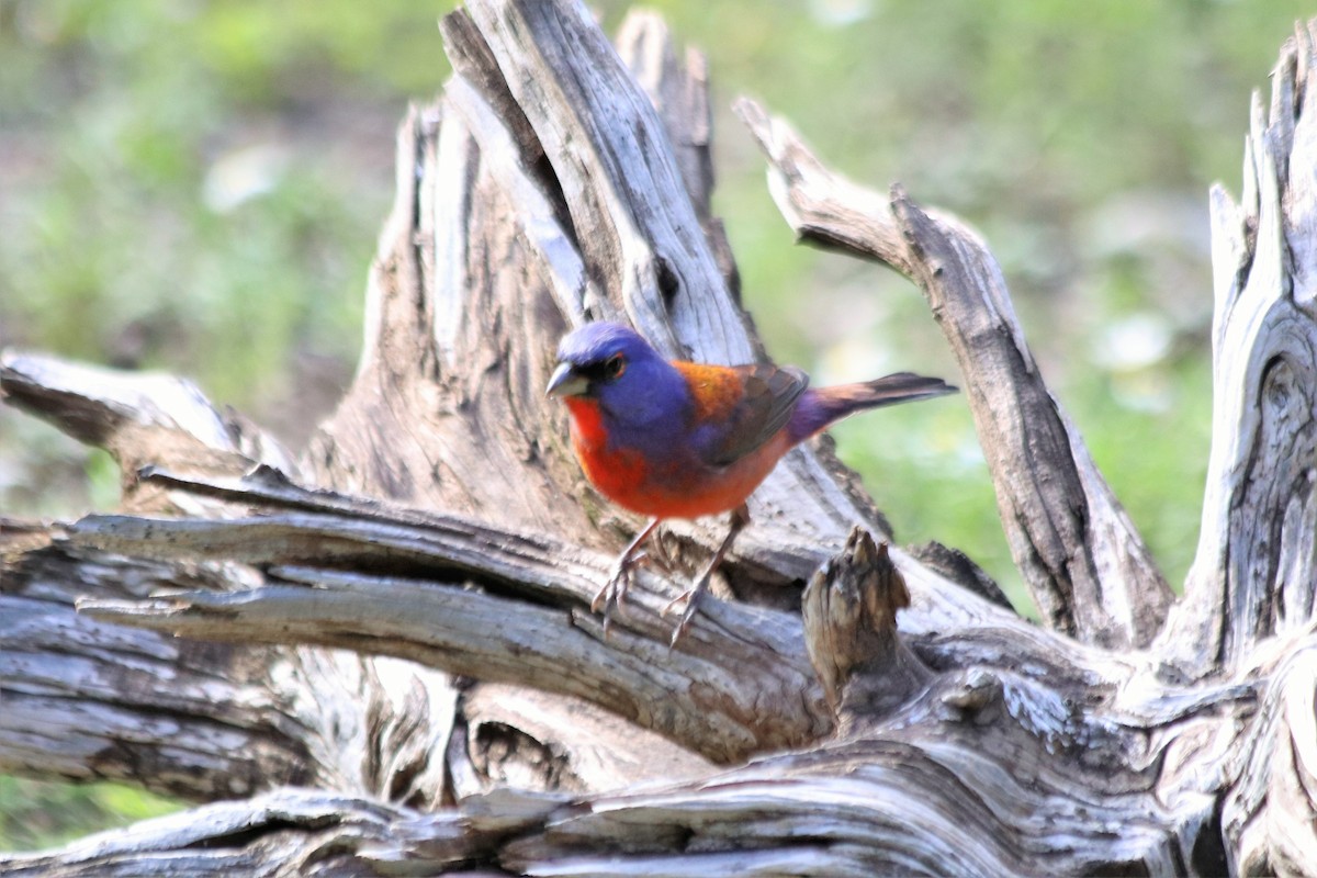 Varied x Painted Bunting (hybrid) - ML459836501