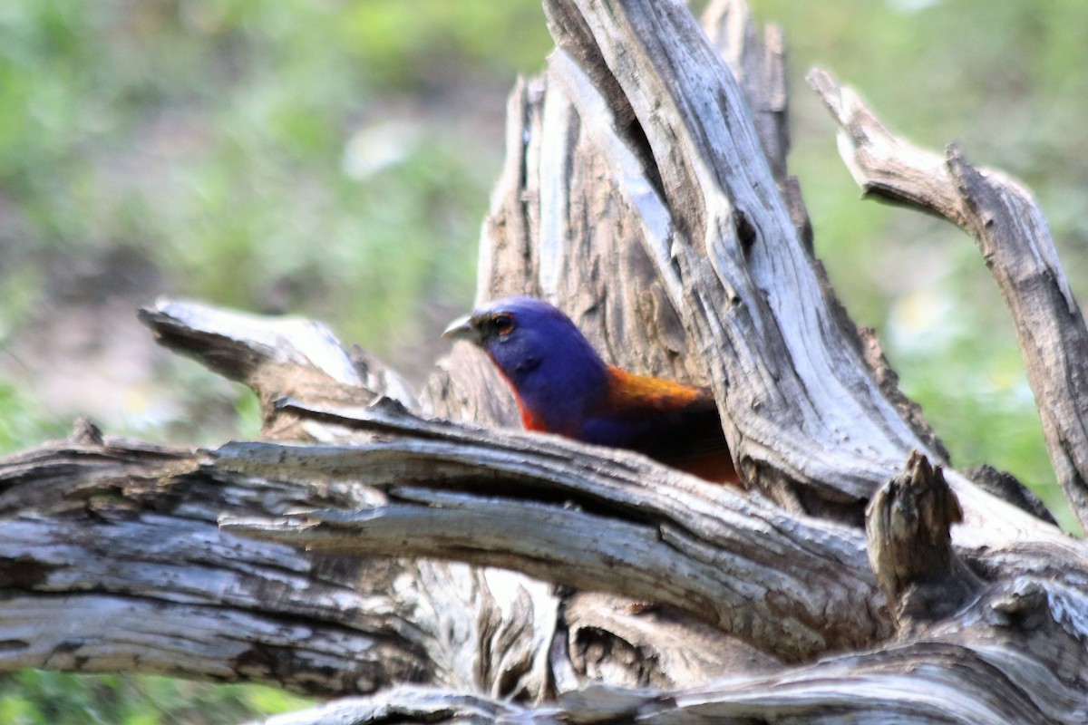 Varied x Painted Bunting (hybrid) - ML459836511