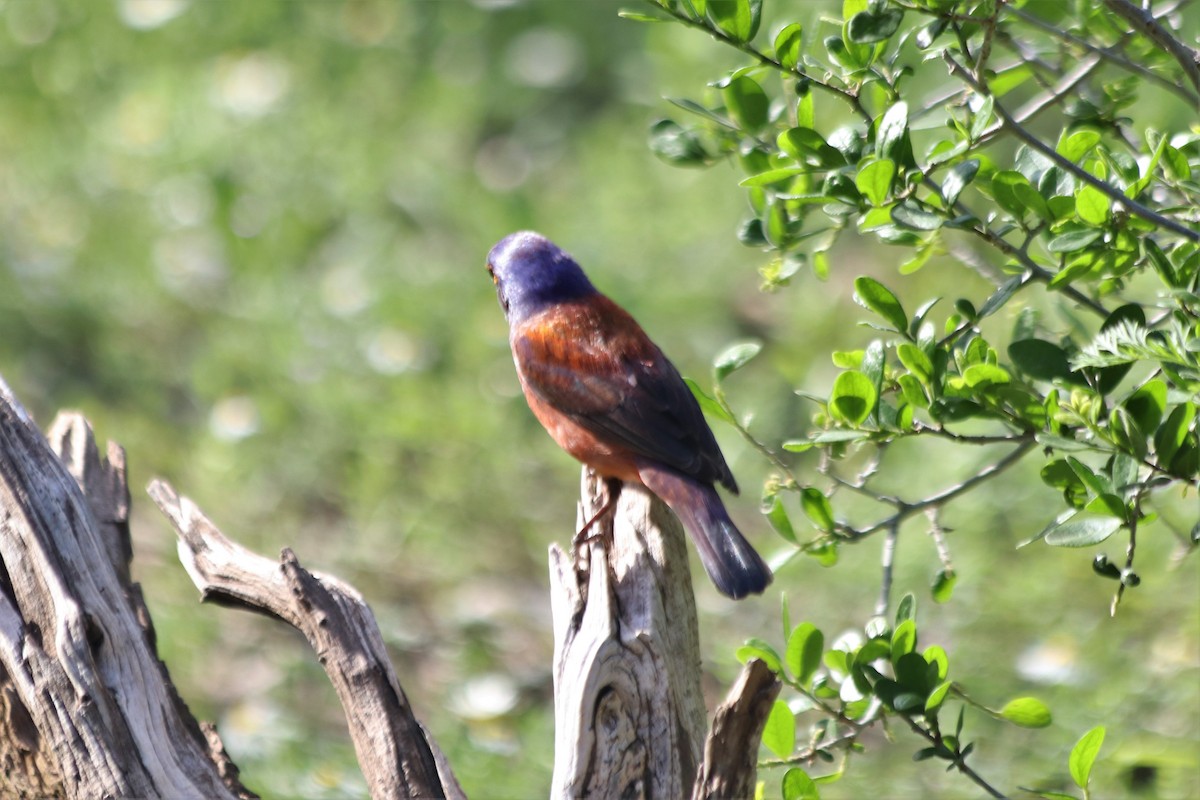 Hybride Passerin varié x P. nonpareil - ML459836521