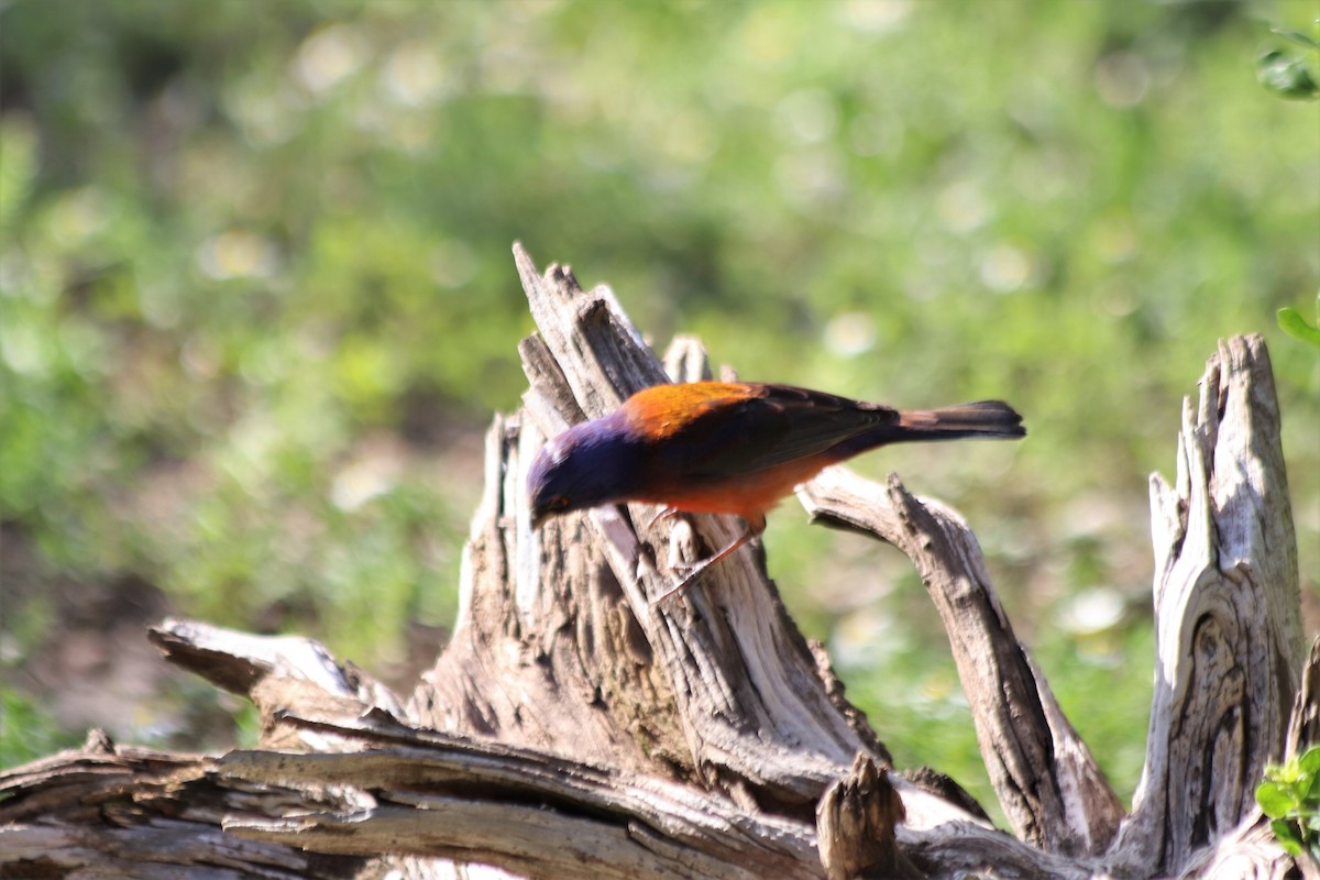 Varied x Painted Bunting (hybrid) - ML459836531