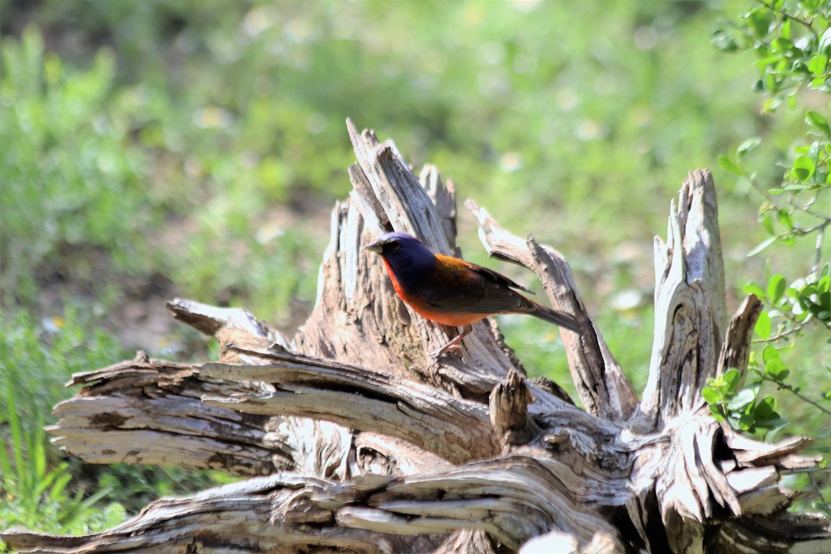 Varied x Painted Bunting (hybrid) - ML459836551