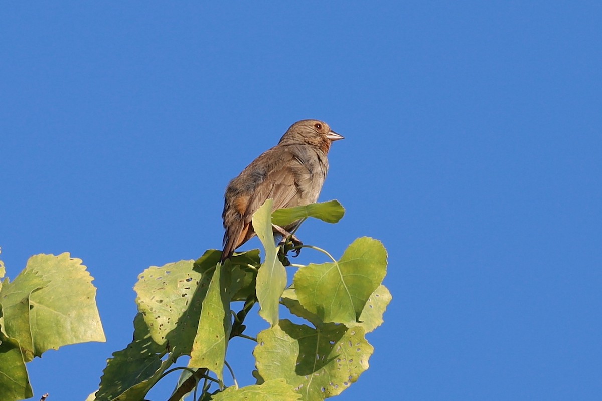 California Towhee - ML459839521