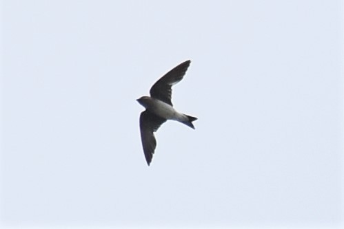 Gray-breasted Martin - Zachary Peterson