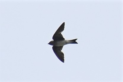 Gray-breasted Martin - Zachary Peterson