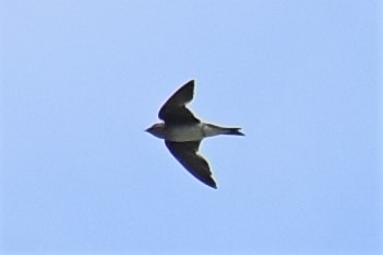 Gray-breasted Martin - Zachary Peterson