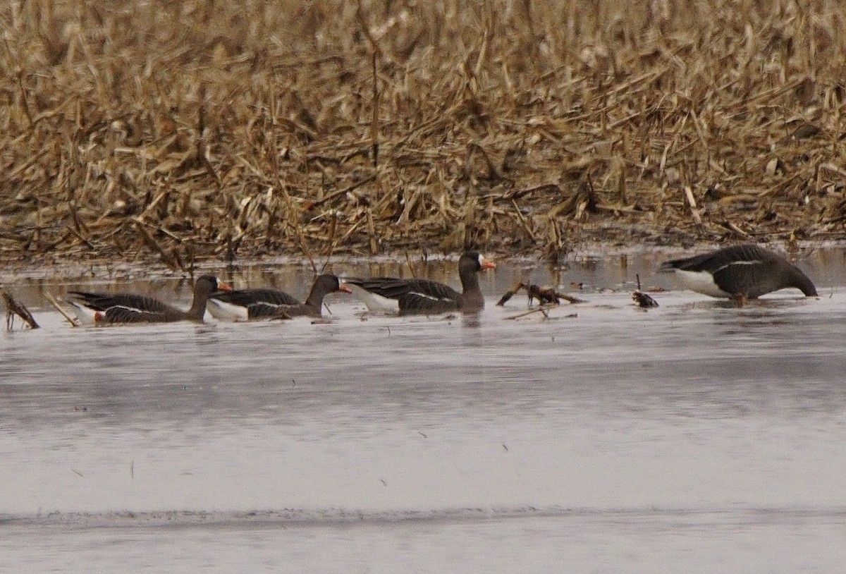 Greater White-fronted Goose - Dennis Mersky