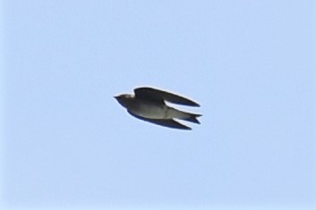 Gray-breasted Martin - Zachary Peterson