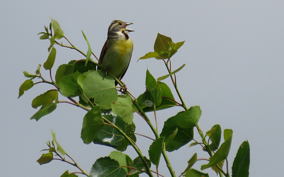 Dickcissel - ML459841041