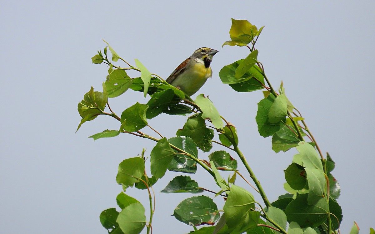 Dickcissel - ML459841051