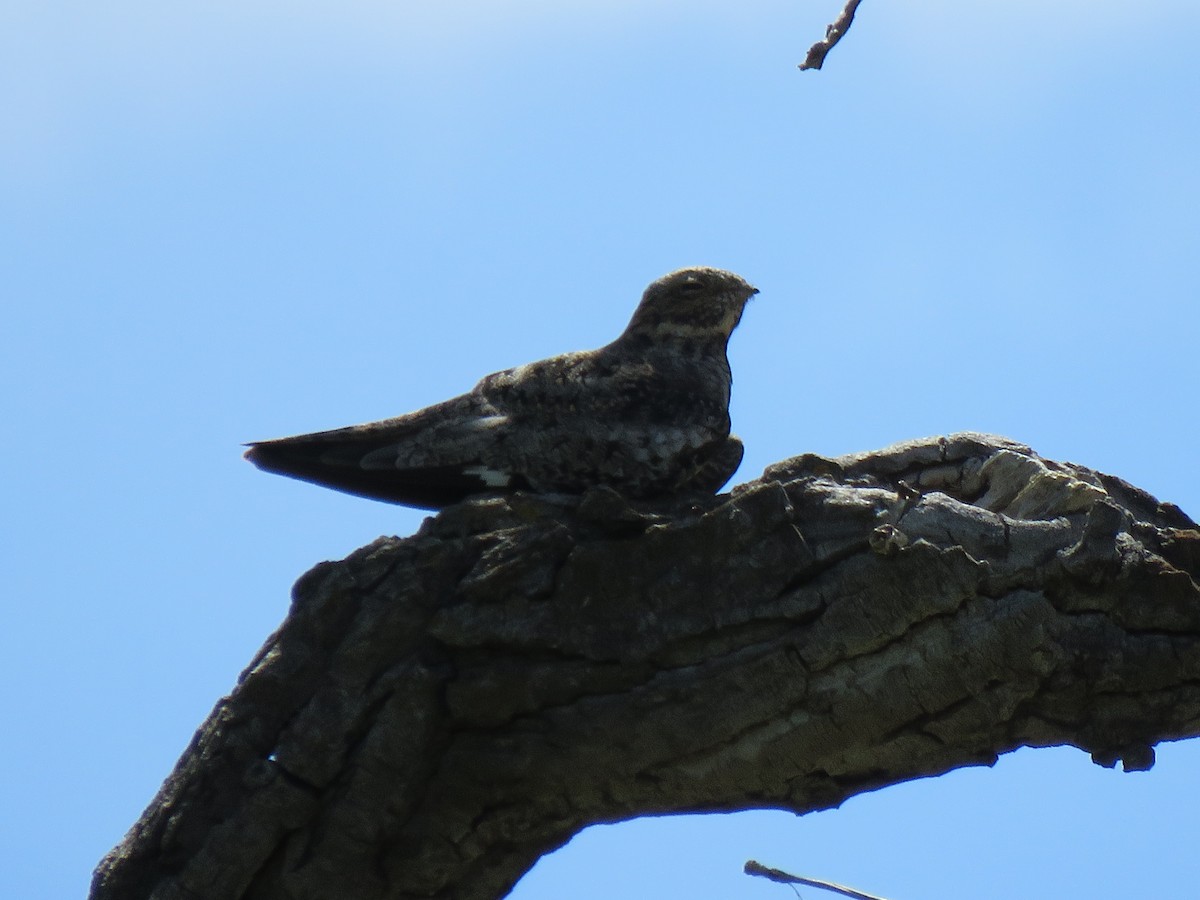 Common Nighthawk - ML459842171