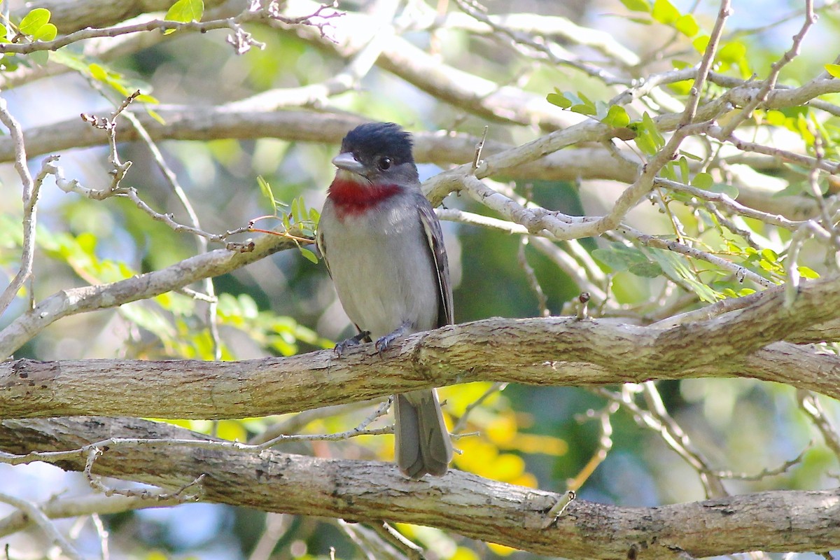 Rose-throated Becard - ML45984621