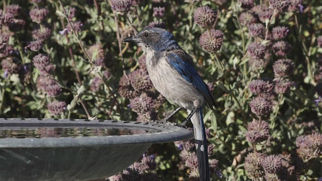 California Scrub-Jay - ML459846481