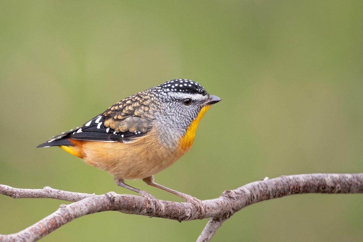 Spotted Pardalote - ML459846571