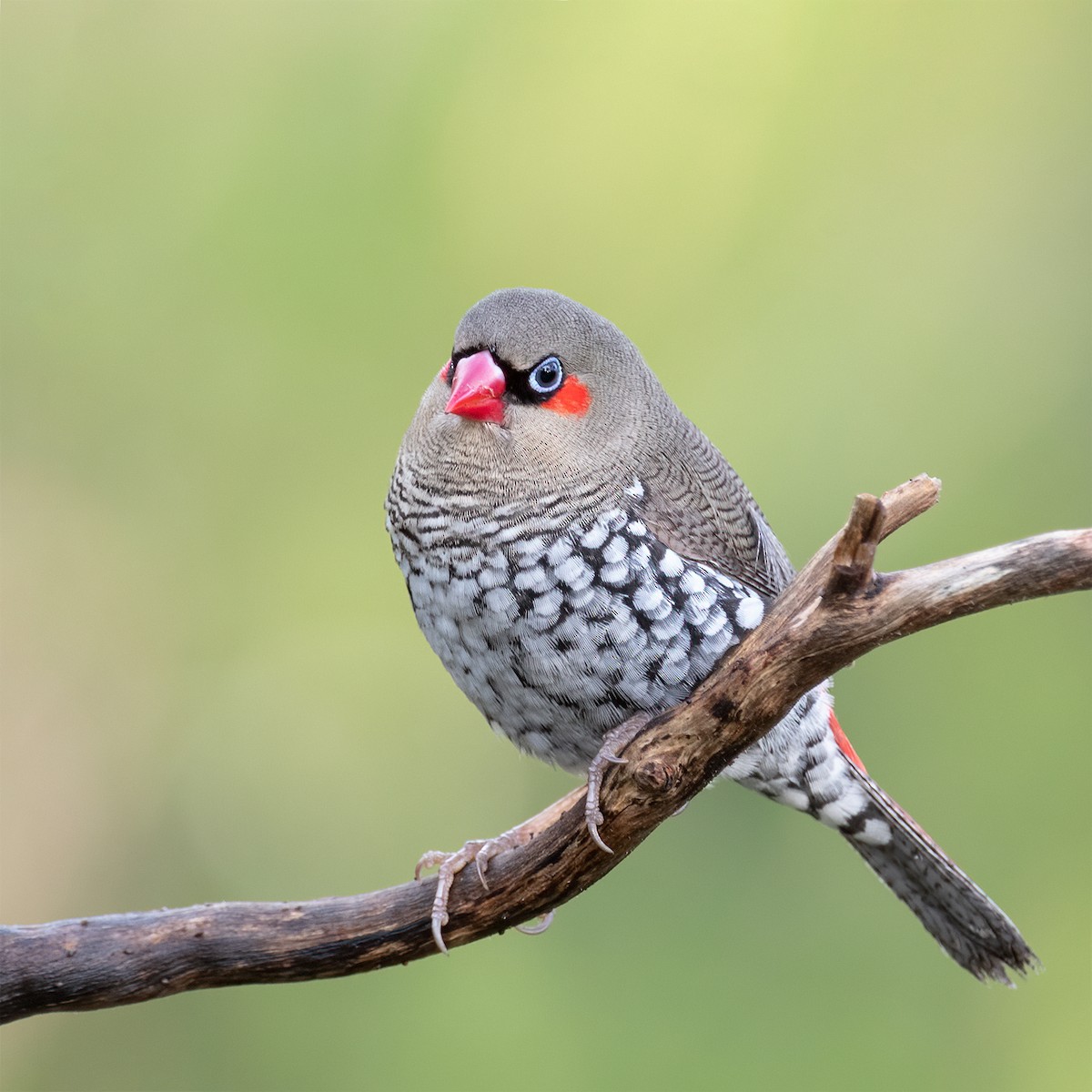 Red-eared Firetail - ML459846671