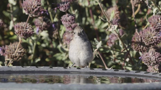 Oak Titmouse - ML459848131