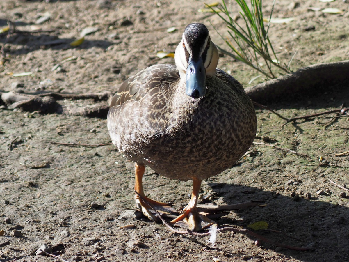 Canard à sourcils - ML459849141