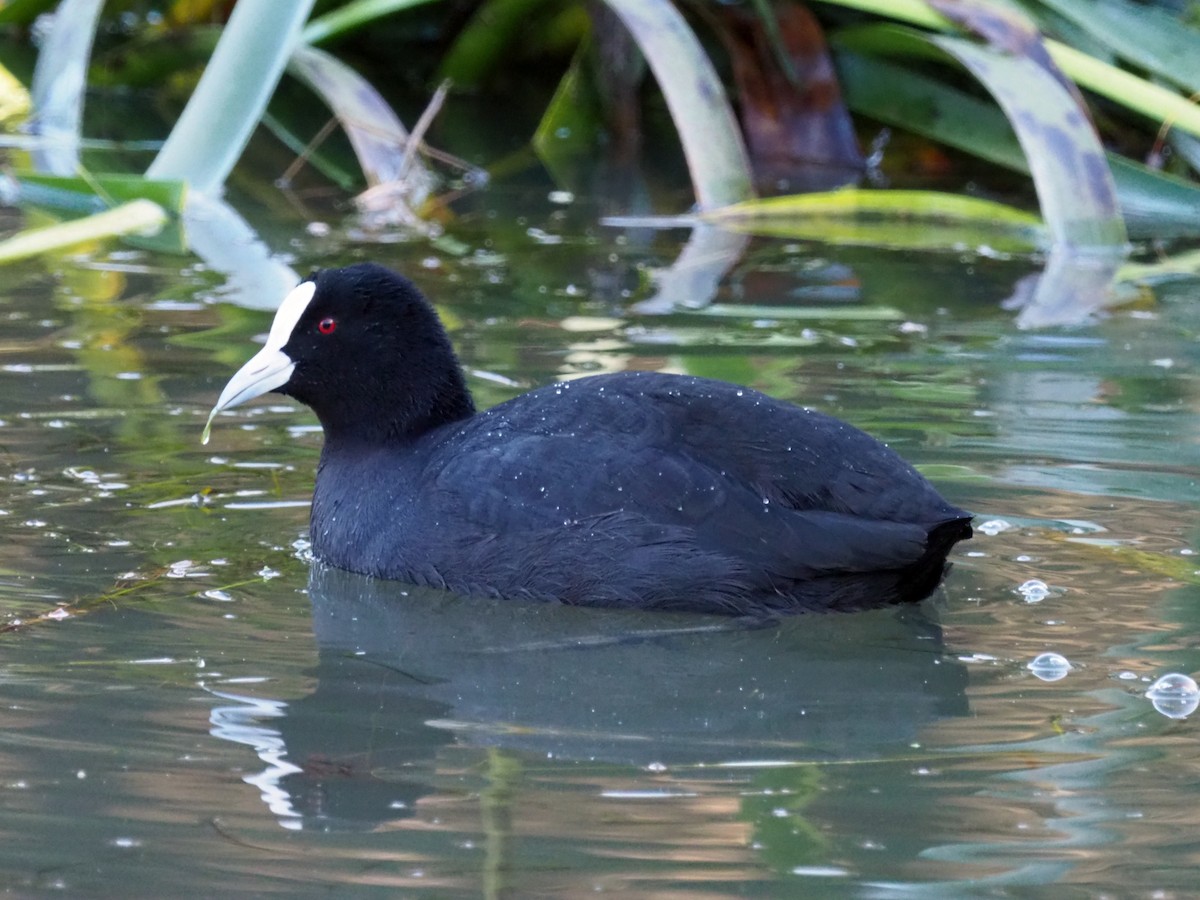 Eurasian Coot - Matthew Roadnight