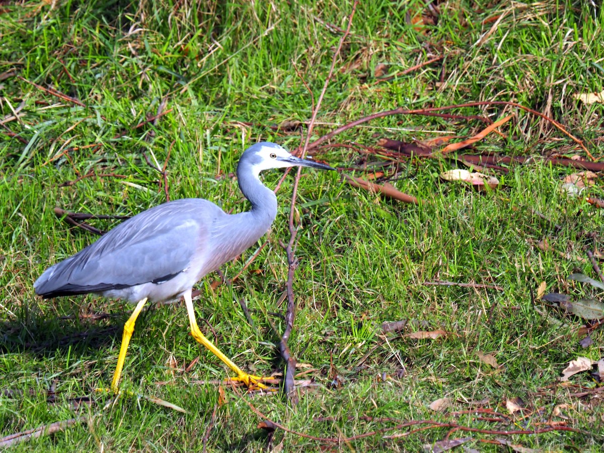 Aigrette à face blanche - ML459849311