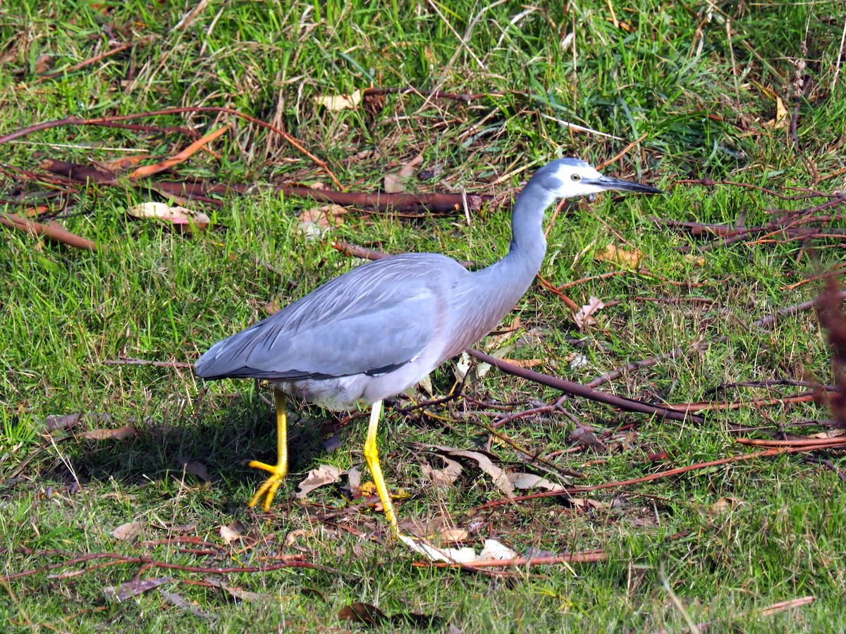 Aigrette à face blanche - ML459849321