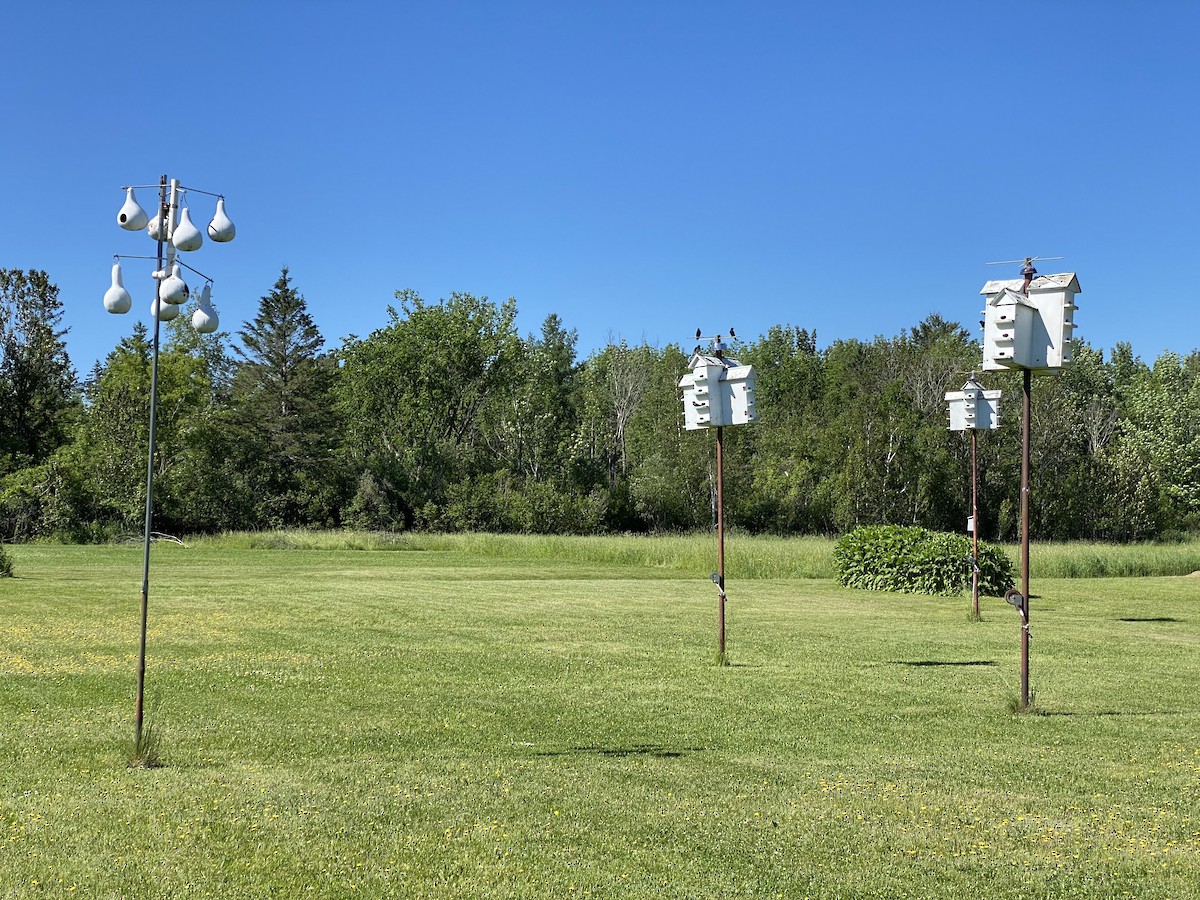 Purple Martin - ML459849631