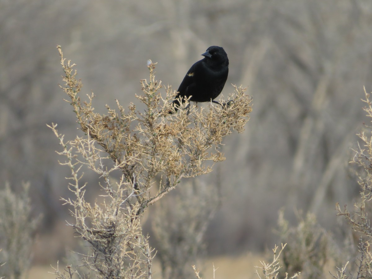 Red-winged Blackbird - ML459849701