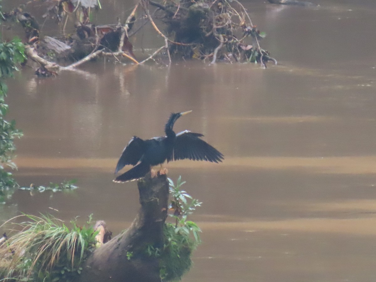 Anhinga - Jeff  Witters