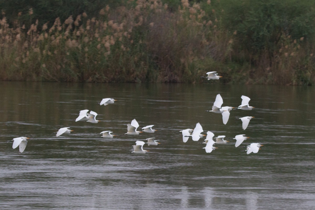 Western Cattle Egret - ML45985021