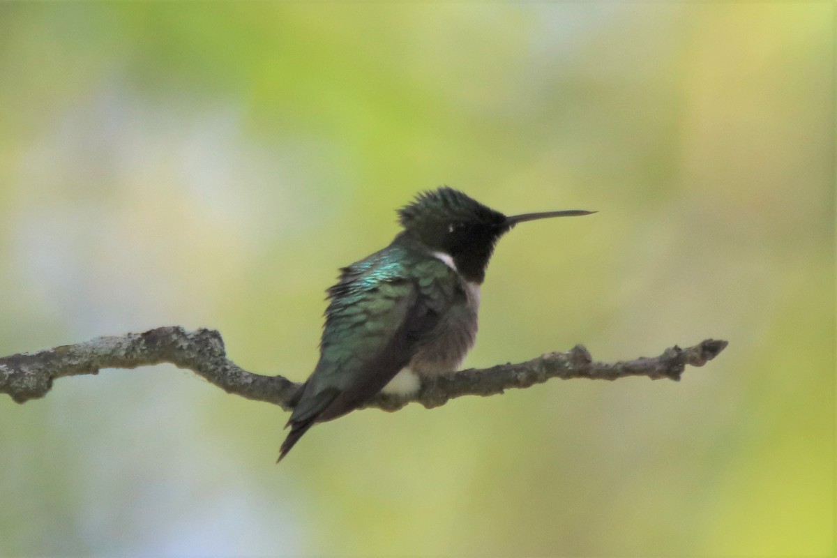 Ruby-throated Hummingbird - Steven Bruenjes