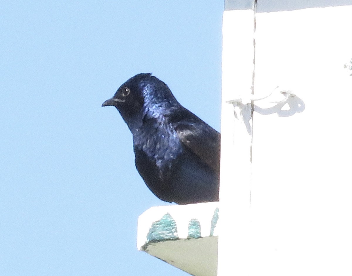 Purple Martin - ML459850511