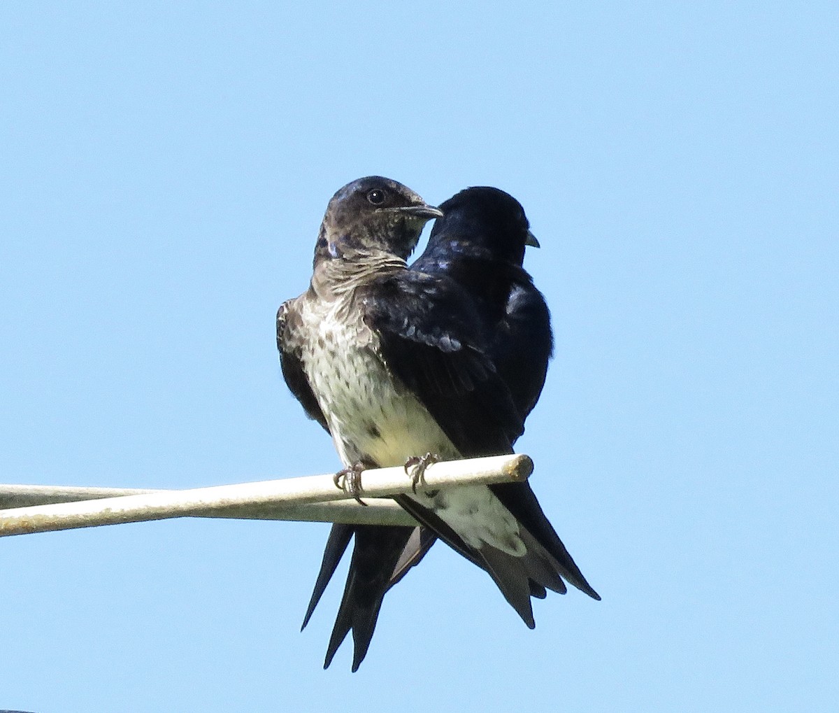 Purple Martin - ML459850621