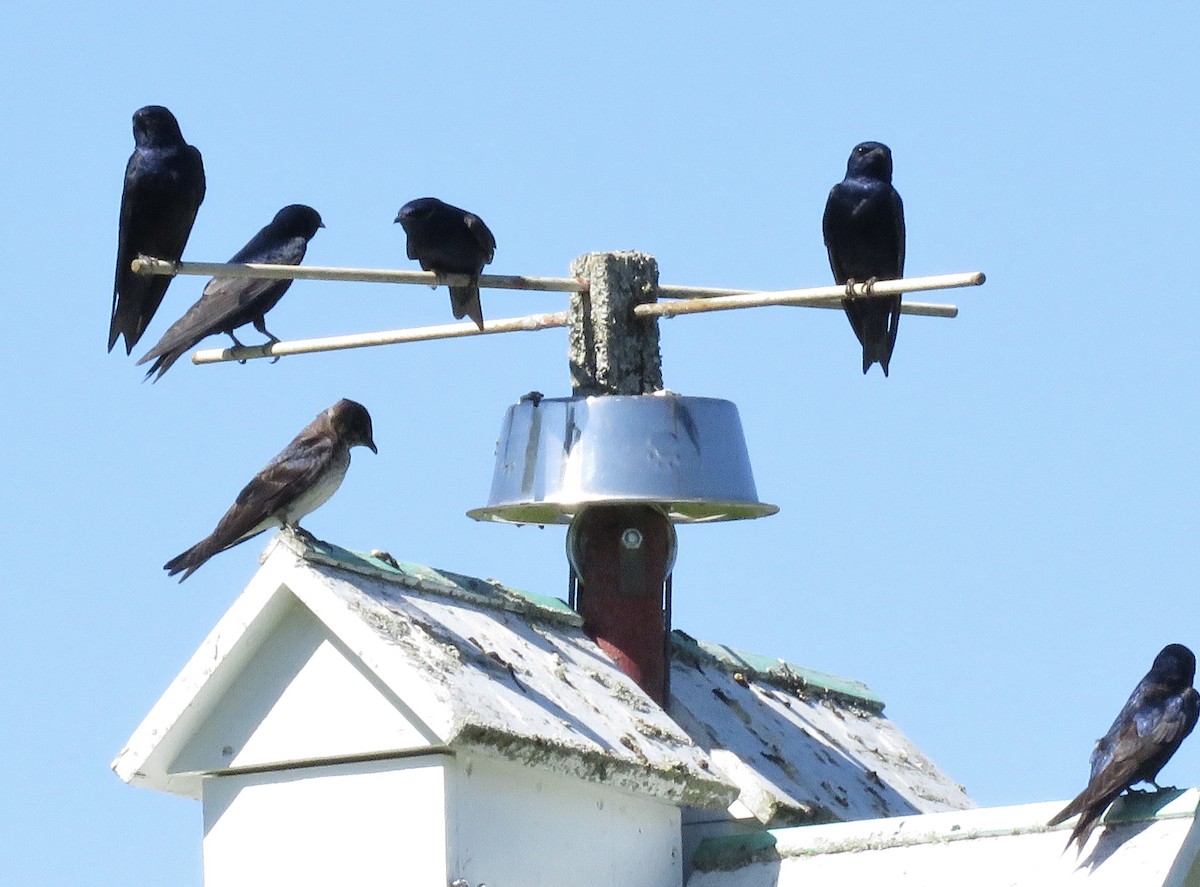 Purple Martin - ML459850651