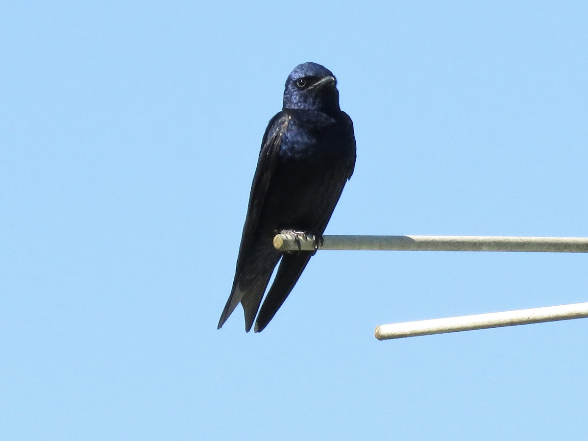 Purple Martin - Michelle Wainer