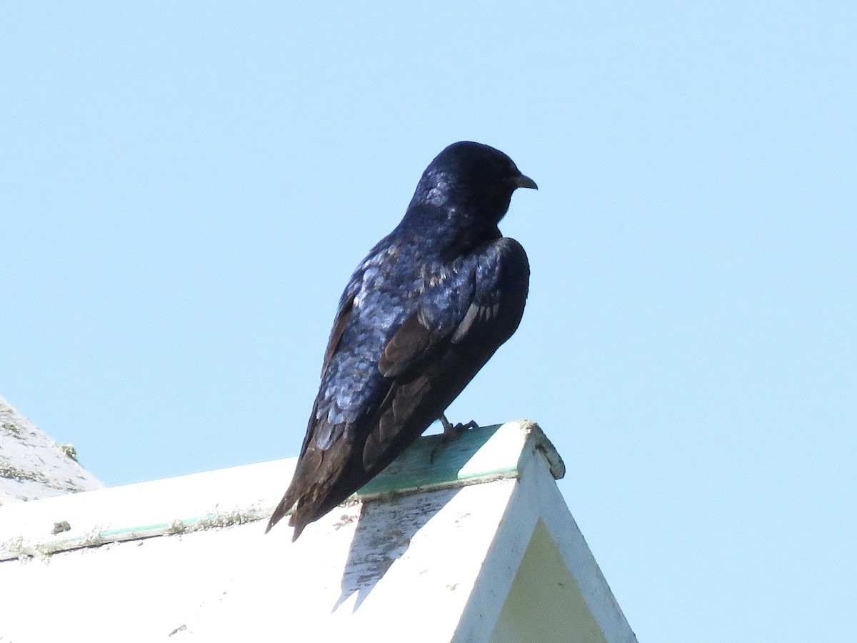 Purple Martin - ML459850731